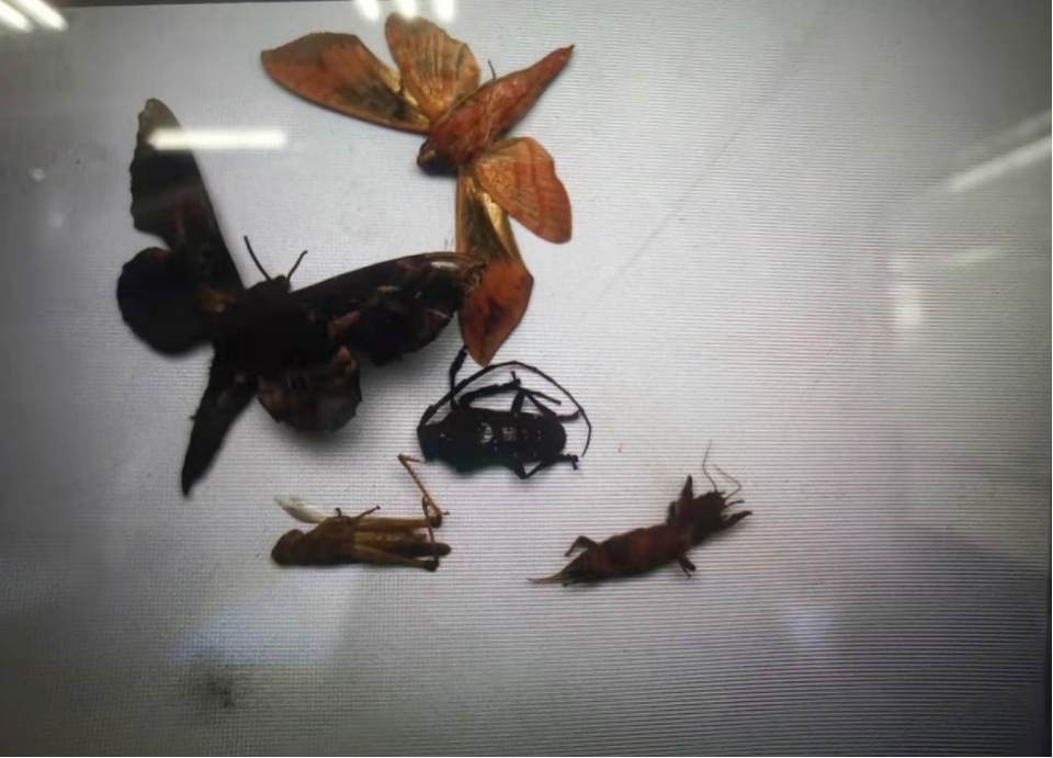 智慧農業蟲情在線監測預警系統 田間環境監測設備 智慧農業蟲情在線監測預警系統 田間環境監測設備